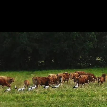 Bambi In The House At The Linden Dernbach (Sudliche Weinstrasse)