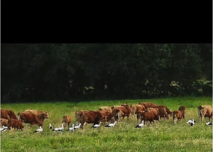 Bambi In The House At The Linden 던바크