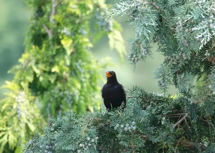 Bambi In The House At The Linden 아파트 *